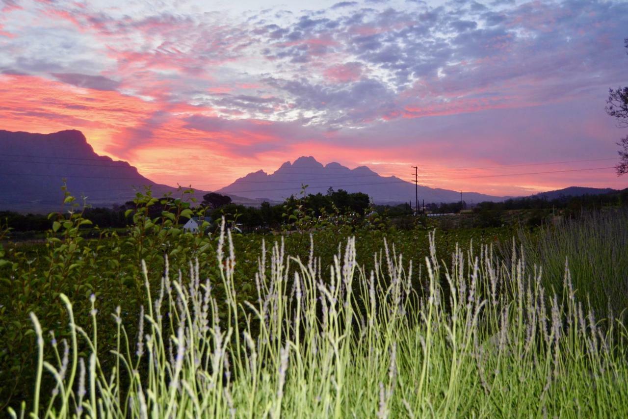 Heuwelsig Cottages Franschhoek Eksteriør billede